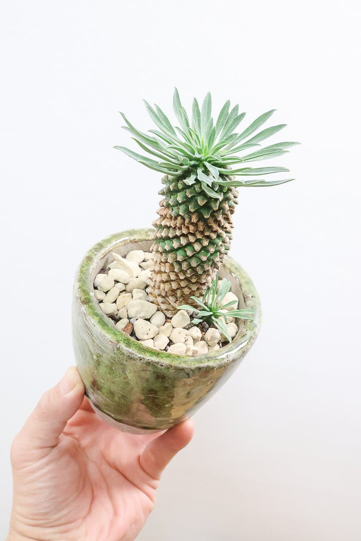 【ユーフォルビア 怪魔王】パイナップルのような個性的なフォルムの多肉植物！枝ぶりがかわいい子を選んできました！