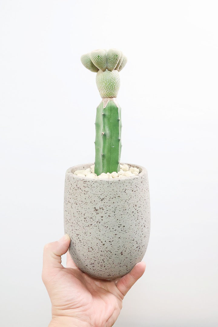 【サボテン エピテランサ 月世界】まるで作り物のようなシルバー系のサボテン。フォルムは正に芸術的なんです