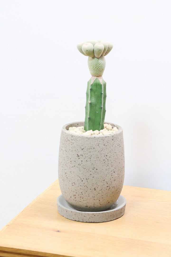 サボテン エピテランサ 月世界CO61183| 観葉植物の通信販売 | APEGO