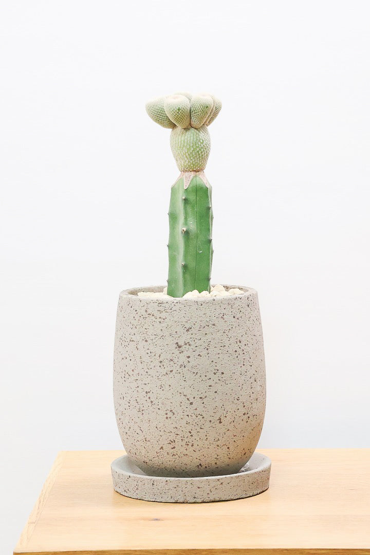 サボテン エピテランサ 月世界CO61183| 観葉植物の通信販売 | APEGO