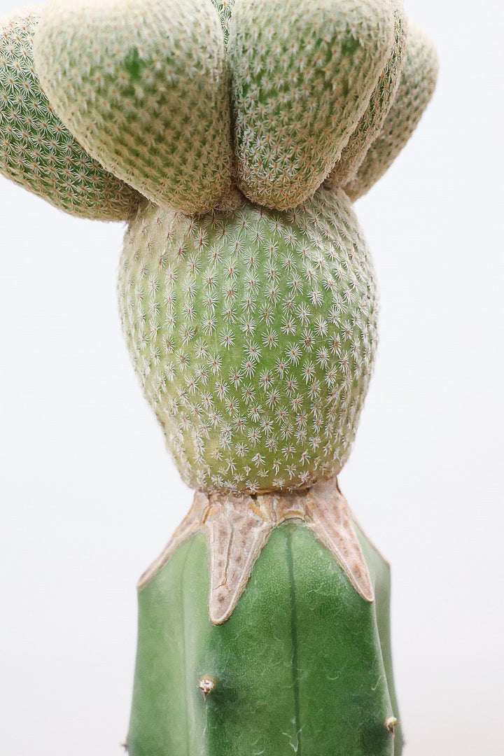 サボテン エピテランサ 月世界CO61183| 観葉植物の通信販売 | APEGO