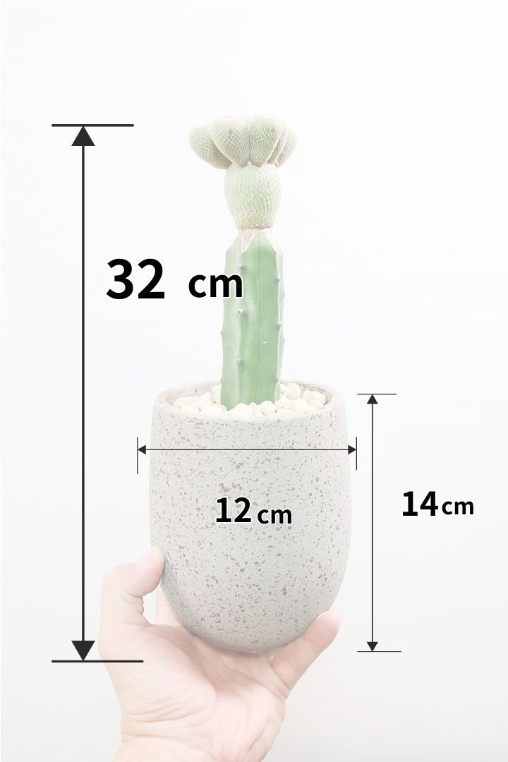 サボテン エピテランサ 月世界CO61183| 観葉植物の通信販売 | APEGO