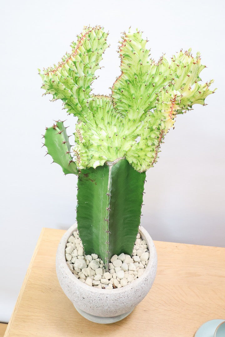 【ユーフォルビア グリーンマハラジャ】大き目サイズ！明るい葉色が素敵！接ぎ木タイプなので育てやすい！個性的なフォルムなのでインテリアにもピッタリです！