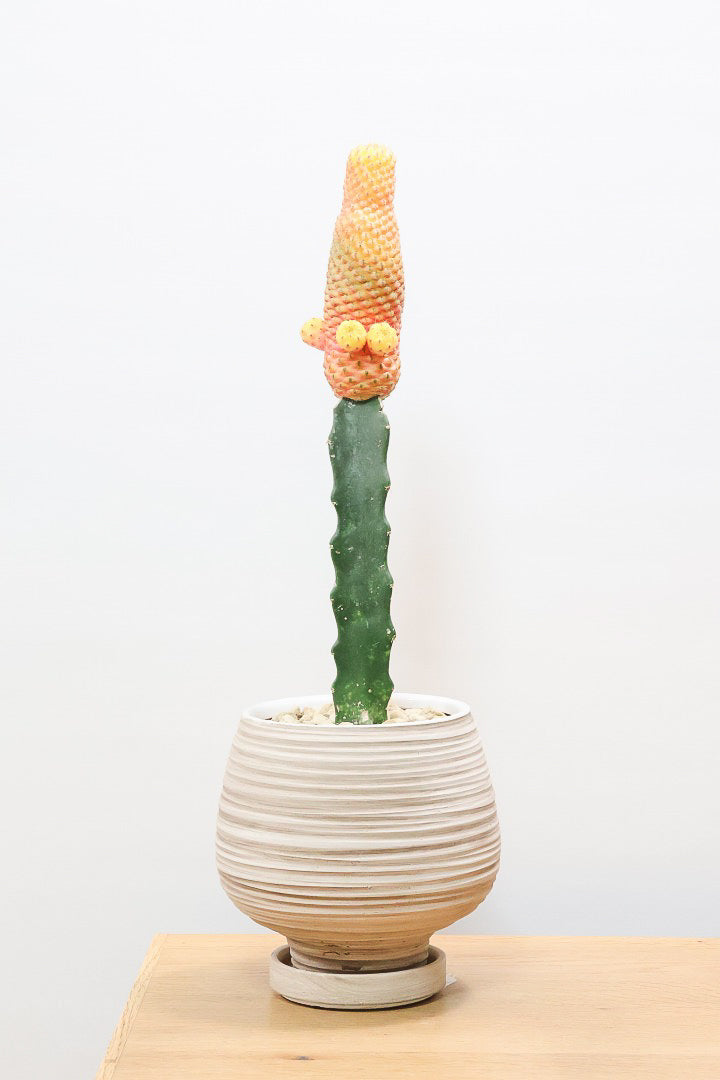 【スルコレブチア ラウシー】鮮やかな葉色。なんだか綿あめみたいでおいしそうなサボテンです！