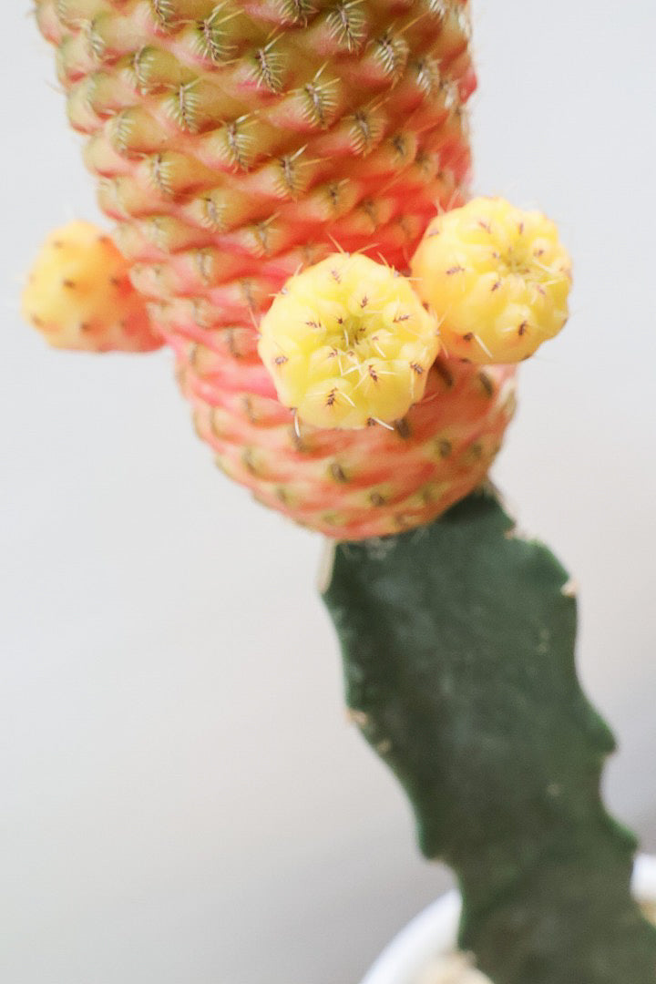 【スルコレブチア ラウシー】鮮やかな葉色。なんだか綿あめみたいでおいしそうなサボテンです！