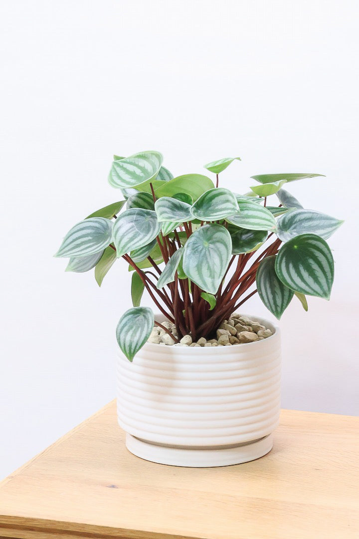 【ペペロミア サンデルシー】これがラスト！特別に親株を分けてもらいました！別名スイカペペロミア。縦縞がとてもかわいい人気種です！