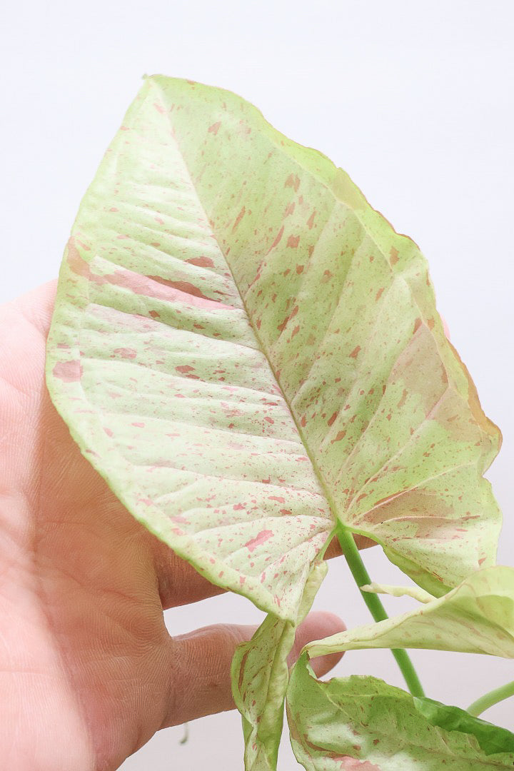 【シンゴニウム ミルクコンフェッティ】流れるようなフォルム！クリーム＆ピンクの模様の葉がカワイイ♪丈夫で育てやすいです！