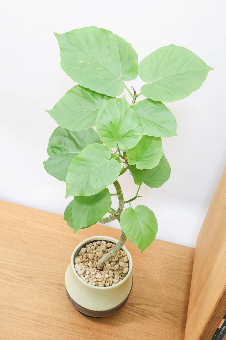 【ウンベラータ】程よいボリュームで曲り樹形の名手でもある生産者さんが手塩に掛けたバランスの良い素晴らしい樹形です！