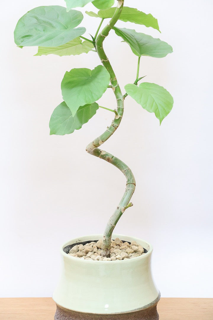 【ウンベラータ】程よいボリュームで曲り樹形の名手でもある生産者さんが手塩に掛けたバランスの良い素晴らしい樹形です！