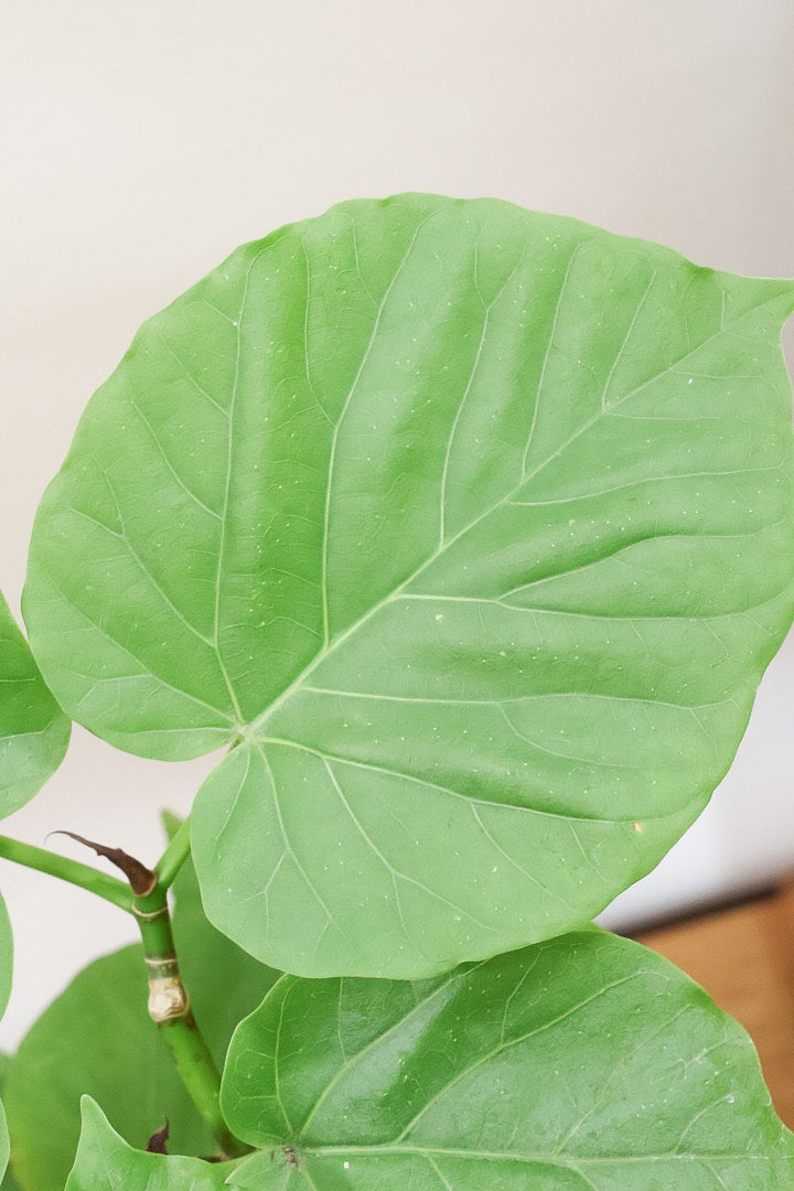 【ウンベラータ】程よいボリュームで曲り樹形の名手でもある生産者さんが手塩に掛けたバランスの良い素晴らしい樹形です！