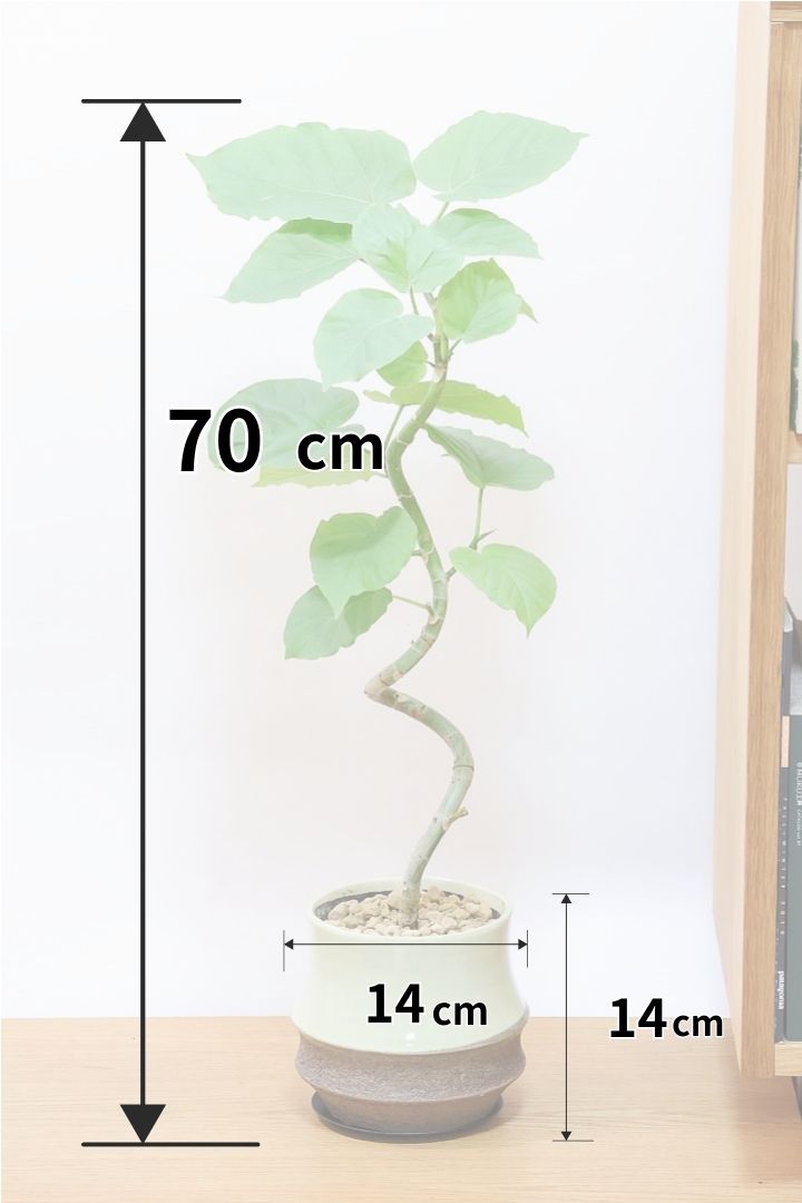 【ウンベラータ】程よいボリュームで曲り樹形の名手でもある生産者さんが手塩に掛けたバランスの良い素晴らしい樹形です！