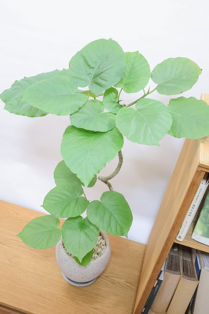 【ウンベラータ】インテリアにピッタリのサイズ！曲り樹形の名手でもある生産者さんが手塩に掛けたバランスの良い素晴らしい樹形です！