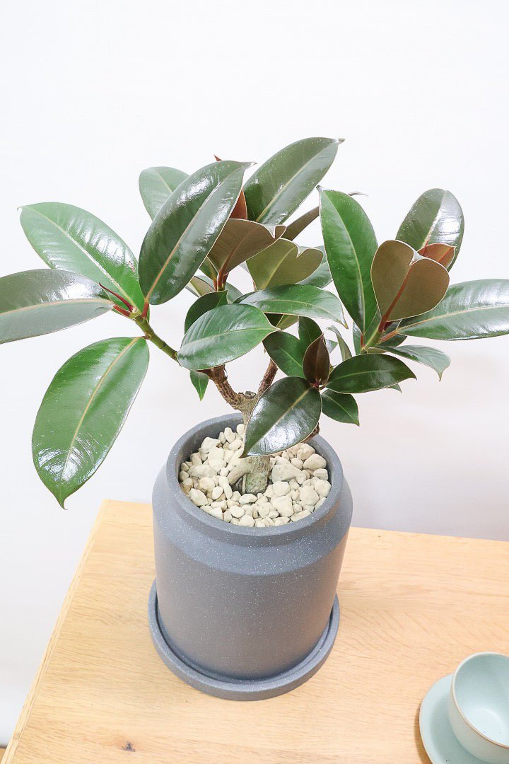 【フィカス・メラニー】ブラックに近い濃いグリーンの葉がシブイ！ゴムの木の中でも育てやすい人気種です！