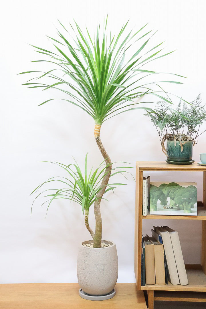 【カンボジアーナ】超BIGサイズ！全体のバランスがとってもいい！丈夫で育てやすいのでお部屋のインテリアにぴったり！