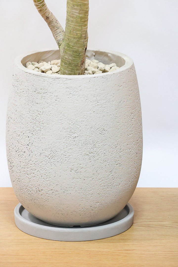 カンボジアーナGIV61195| 観葉植物の通信販売 | APEGO(アペーゴ)