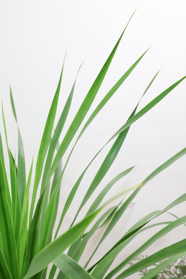 カンボジアーナGIV61195| 観葉植物の通信販売 | APEGO(アペーゴ)