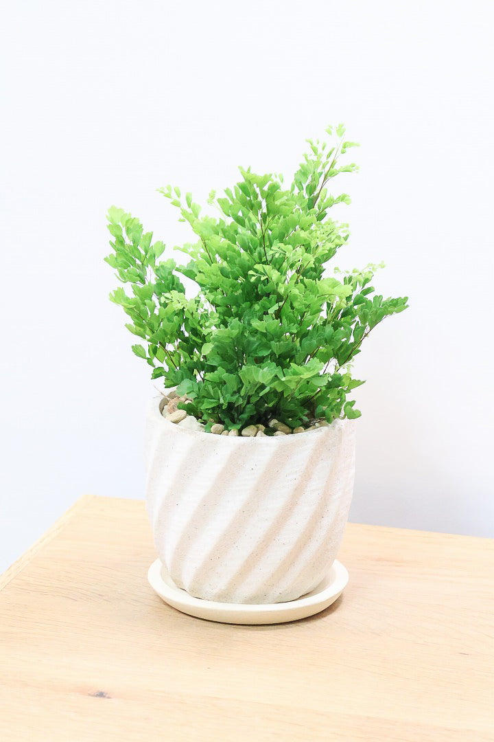 【アジアンタム リサ】かわいいミニサイズのふわふわした雰囲気がとってもかわいい観葉植物！ナチュラルな葉がかわいい♪