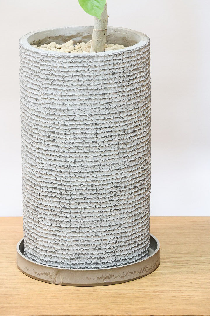 【ウンベラータ】曲り樹形の名手でもある生産者さんが手塩に掛けたバランスの良い素晴らしい樹形です！幹のクネクネがGOOD！