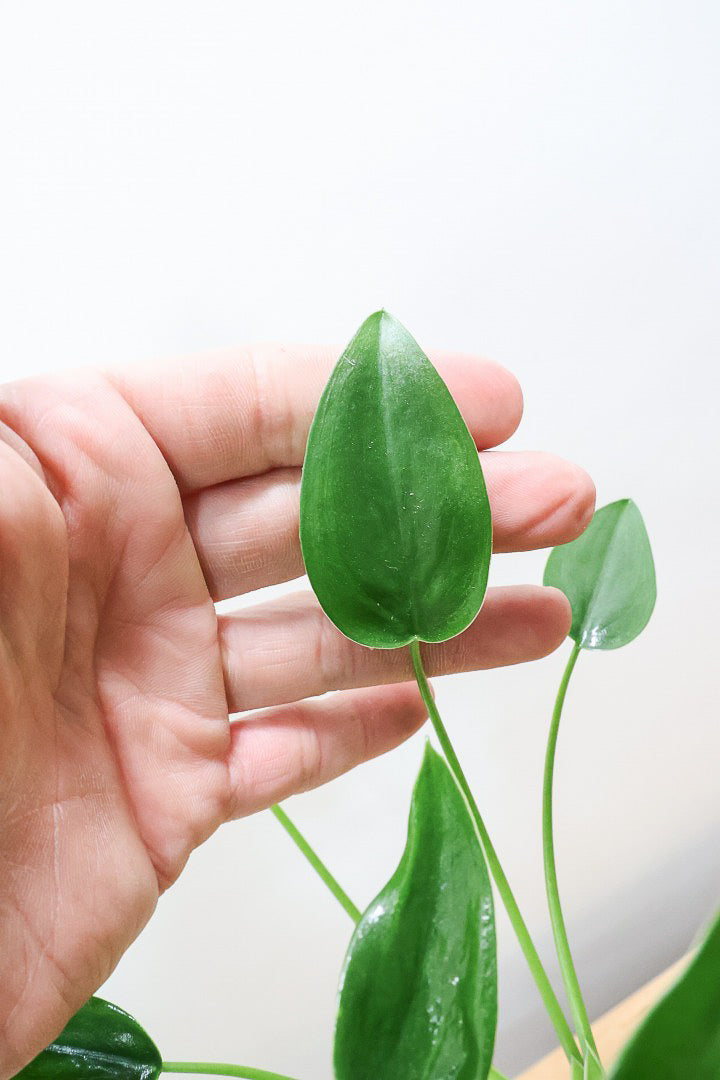 【アロカシア タイニーダンサー】シルエットが美しい！なんだかアロカシアっぽくない草姿ですが、育てやすいのでおススメです！