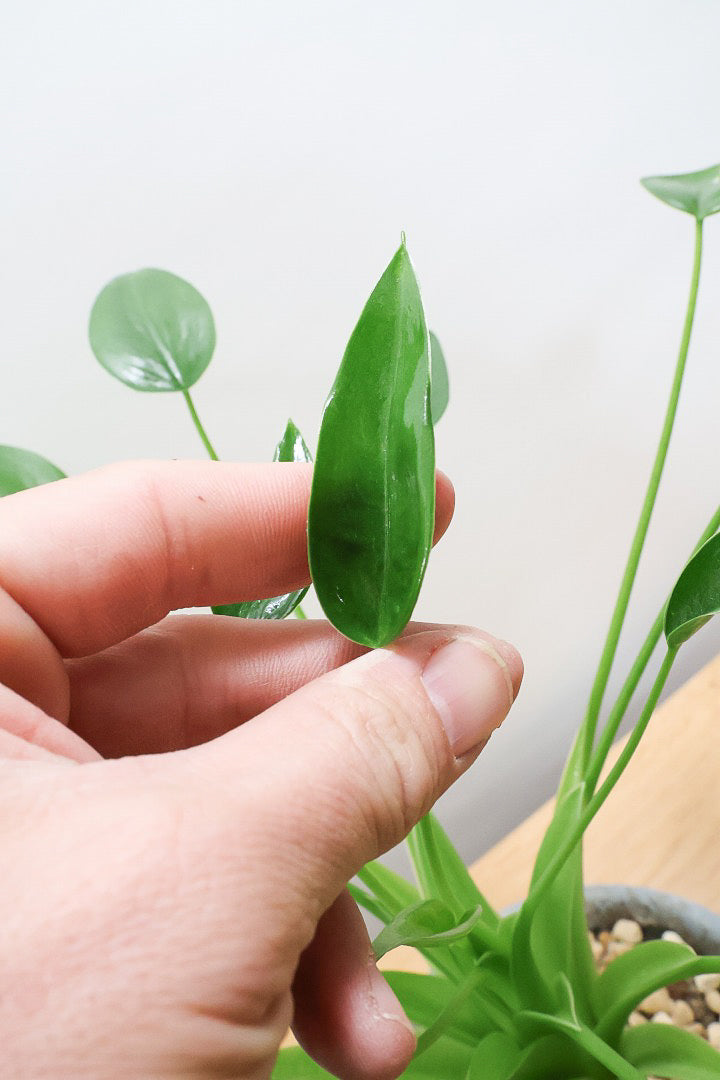 【アロカシア タイニーダンサー】シルエットが美しい！なんだかアロカシアっぽくない草姿ですが、育てやすいのでおススメです！