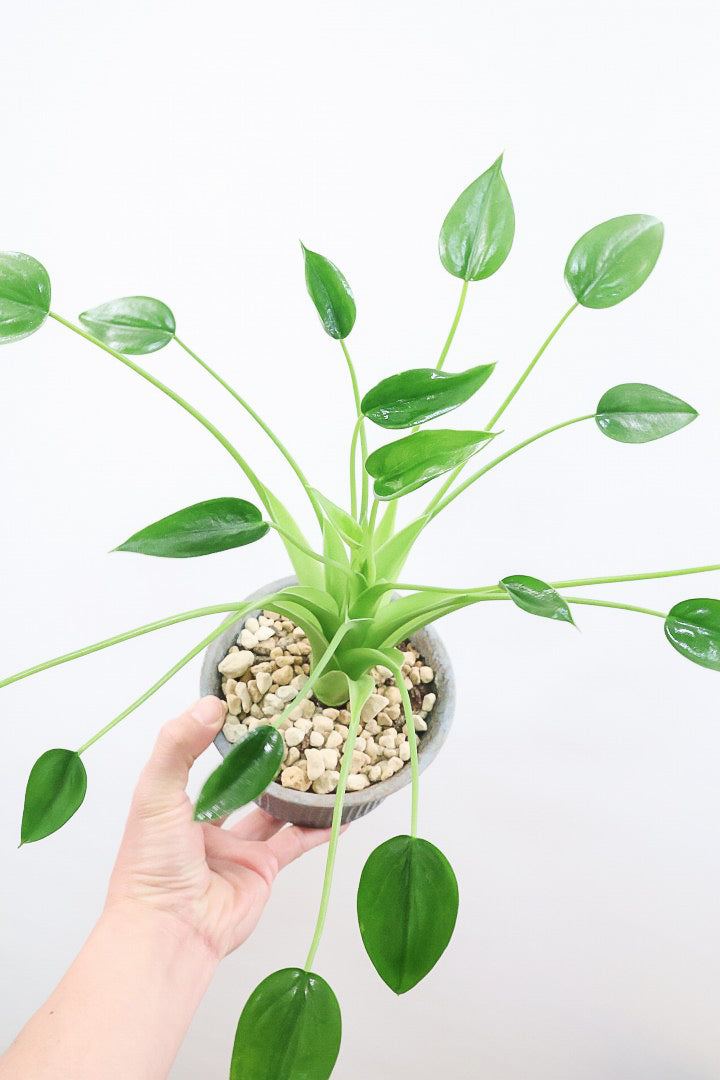 【アロカシア タイニーダンサー】シルエットが美しい！なんだかアロカシアっぽくない草姿ですが、育てやすいのでおススメです！