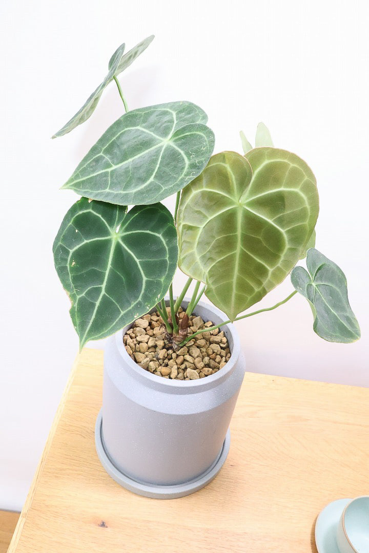 【アンスリウム クラリネルビウム】久々の入荷です！今回のは葉が大きい！個性的な見た目がとても美しい観葉植物です！