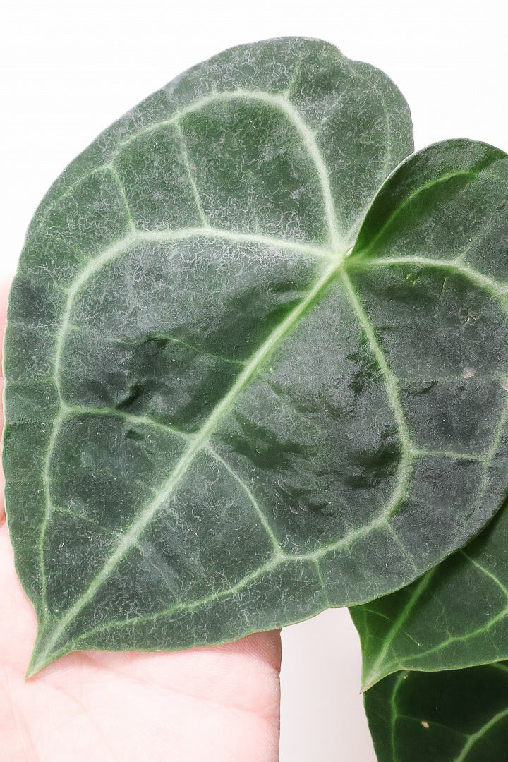 【アンスリウム クラリネルビウム】久々の入荷です！今回のは葉が大きい！個性的な見た目がとても美しい観葉植物です！