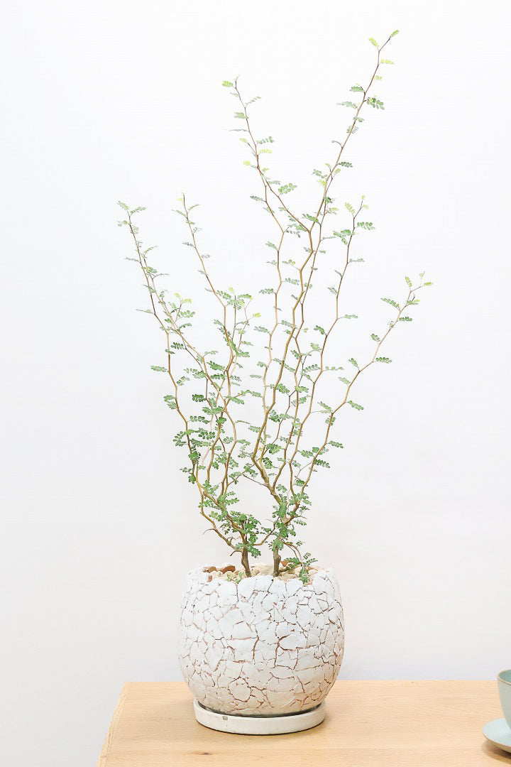 【ソフォラ リトルベイビー】ミニミニのかわいい葉っぱがかわいい!育てやすい観葉植物! 寒さに強いです！