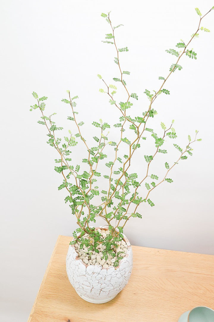 【ソフォラ リトルベイビー】ミニミニのかわいい葉っぱがかわいい!育てやすい観葉植物! 寒さに強いです！