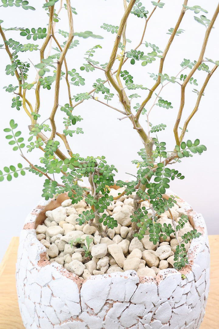 【ソフォラ リトルベイビー】ミニミニのかわいい葉っぱがかわいい!育てやすい観葉植物! 寒さに強いです！