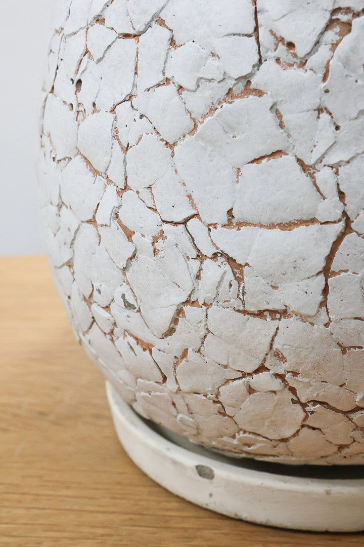 【ソフォラ リトルベイビー】ミニミニのかわいい葉っぱがかわいい!育てやすい観葉植物! 寒さに強いです！