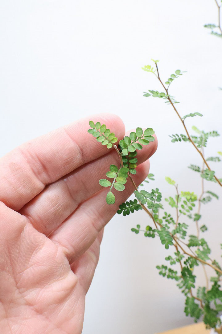 【ソフォラ リトルベイビー】ミニミニのかわいい葉っぱがかわいい!育てやすい観葉植物! 寒さに強いです！