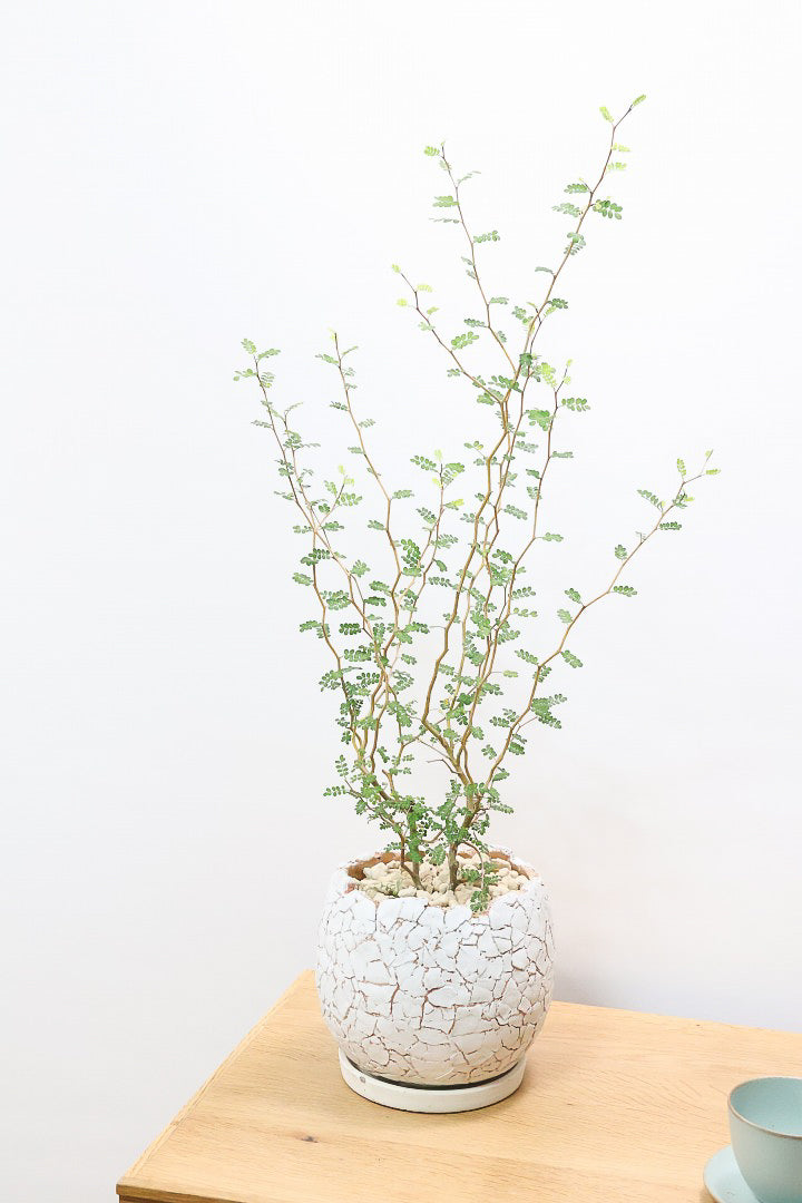 【ソフォラ リトルベイビー】ミニミニのかわいい葉っぱがかわいい!育てやすい観葉植物! 寒さに強いです！