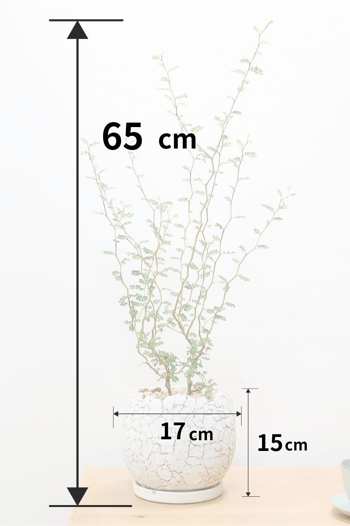 【ソフォラ リトルベイビー】ミニミニのかわいい葉っぱがかわいい!育てやすい観葉植物! 寒さに強いです！