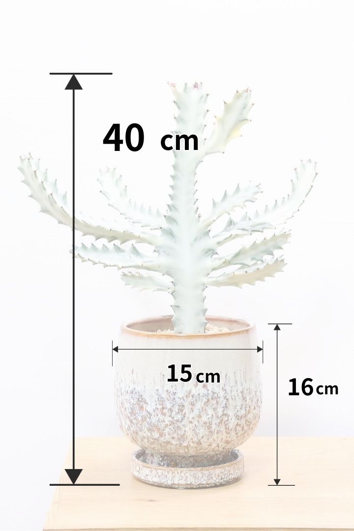 【ユーフォルビア ラクティア ホワイトゴースト】お手頃なサイズ感！名前の通りホワイトの幹肌がとても美しい！意外と育てやすい！とてもいい樹形だと思います！
