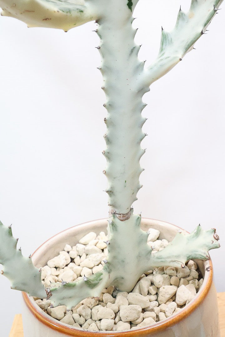 【ユーフォルビア ラクティア ホワイトゴースト】良い樹形！名前の通りホワイトの幹肌がとても美しい！意外と育てやすい！POTにもこだわりました！