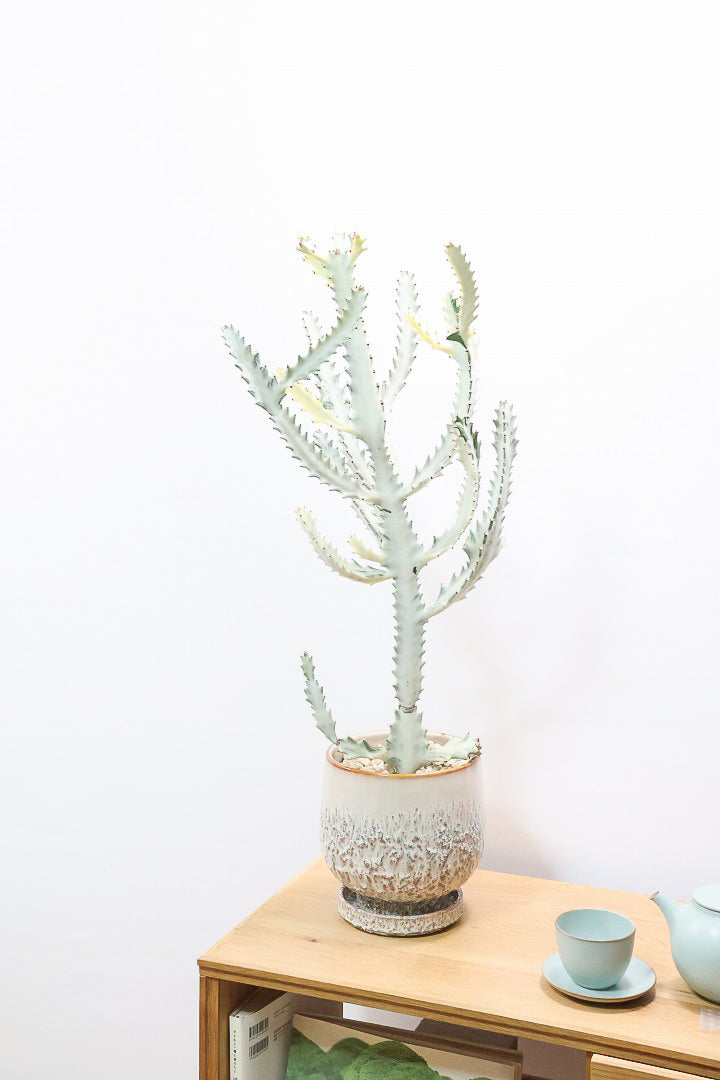 【ユーフォルビア ラクティア ホワイトゴースト】良い樹形！名前の通りホワイトの幹肌がとても美しい！意外と育てやすい！POTにもこだわりました！