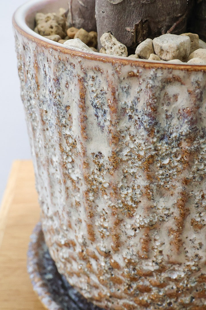 【ガジュマル】幹が人に見えます！仕入れ時に個性的な枝を選んで仕入れてきました！おすすめです！