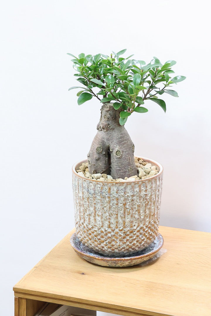 ガジュマルIV61212| 観葉植物の通信販売 | APEGO(アペーゴ)