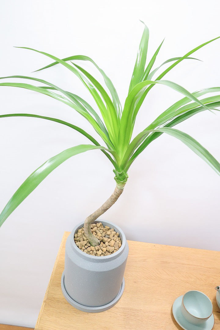 【カンボジアーナ】このサイズはかなりレアです。幹もイイ感じにカーブしているのでオススメ！