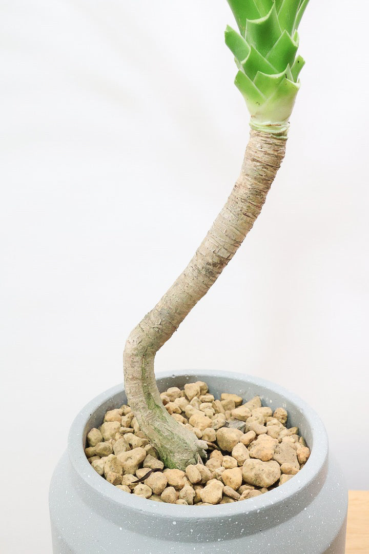 【カンボジアーナ】このサイズはかなりレアです。幹もイイ感じにカーブしているのでオススメ！