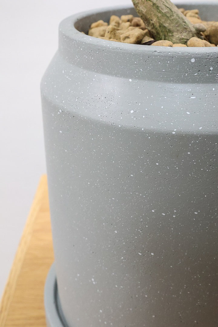 【カンボジアーナ】このサイズはかなりレアです。幹もイイ感じにカーブしているのでオススメ！