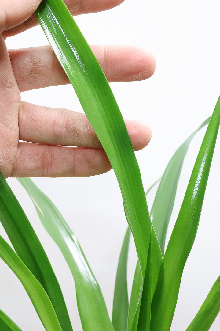 【カンボジアーナ】このサイズはかなりレアです。幹もイイ感じにカーブしているのでオススメ！