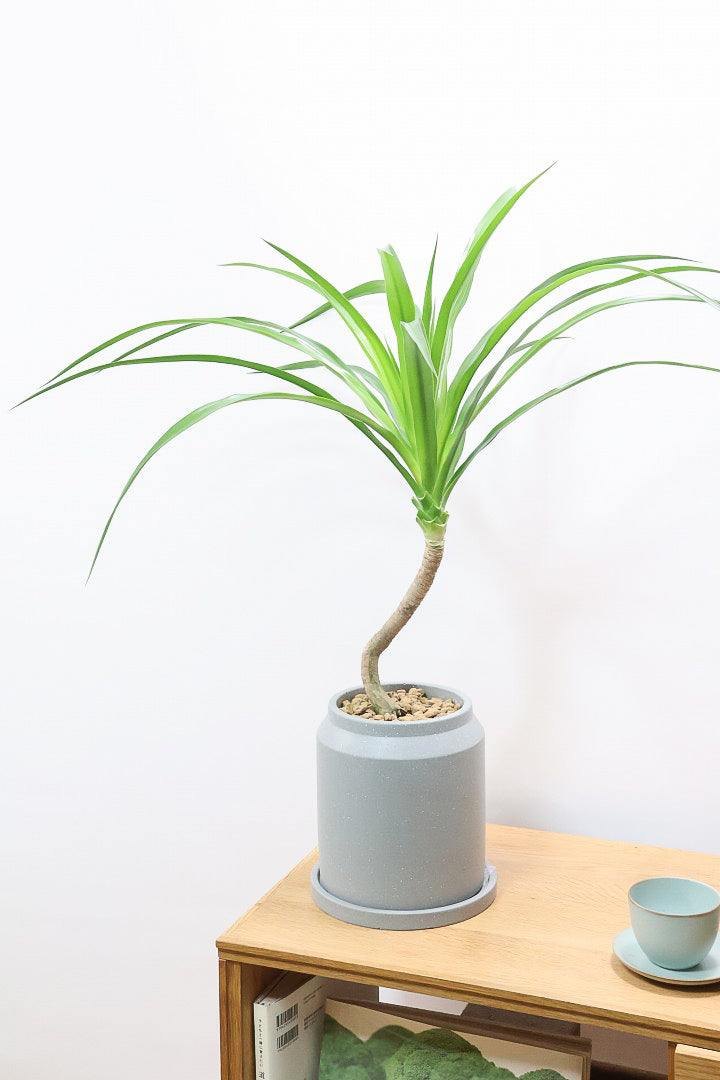 【カンボジアーナ】このサイズはかなりレアです。幹もイイ感じにカーブしているのでオススメ！