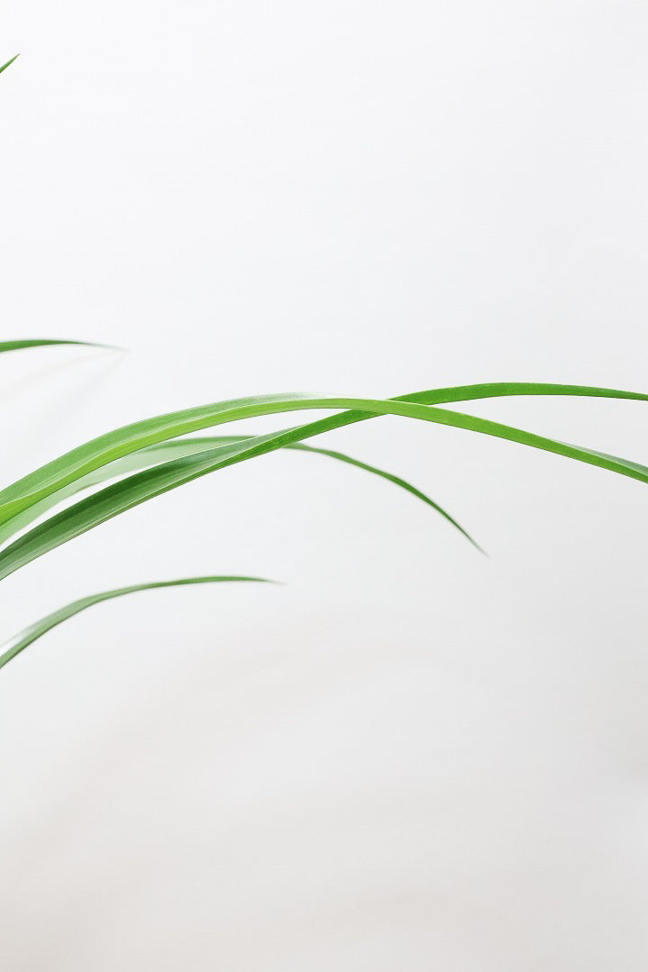 【カンボジアーナ】このサイズはかなりレアです。幹もイイ感じにカーブしているのでオススメ！