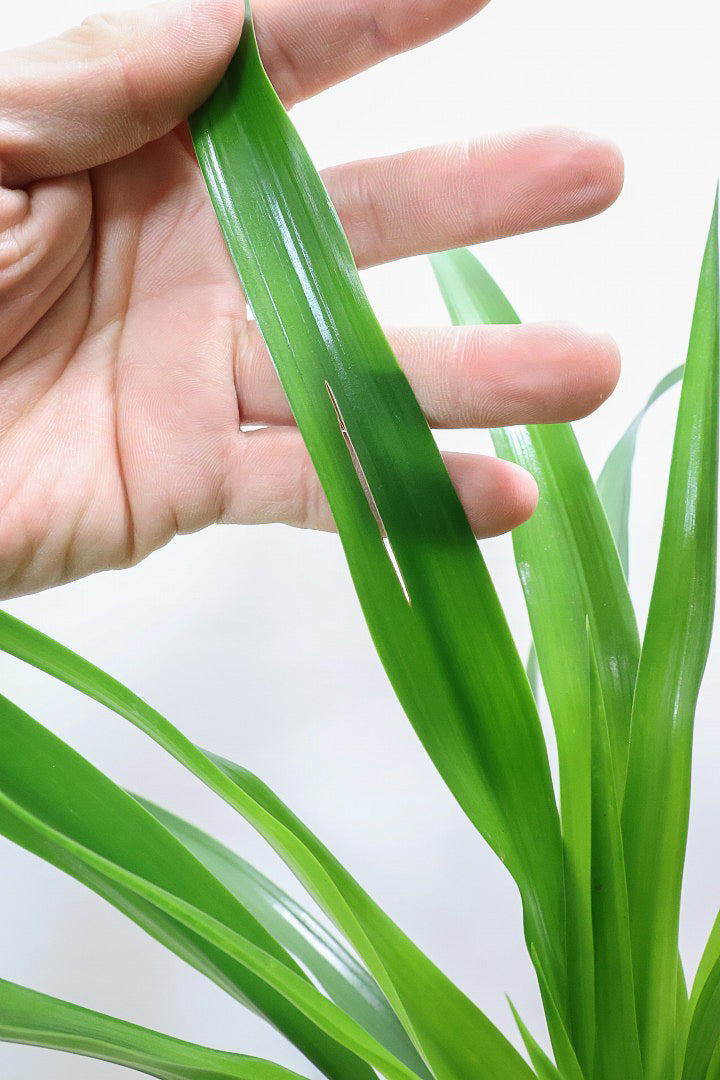 【カンボジアーナ】このサイズはかなりレアです。幹もイイ感じにカーブしているのでオススメ！