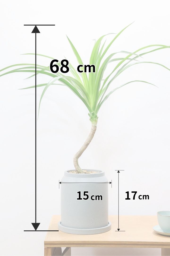 【カンボジアーナ】このサイズはかなりレアです。幹もイイ感じにカーブしているのでオススメ！