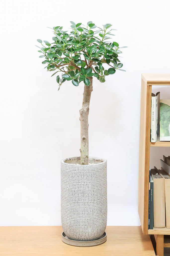 パンダガジュマルIV61217| 観葉植物の通信販売 | APEGO(アペーゴ)