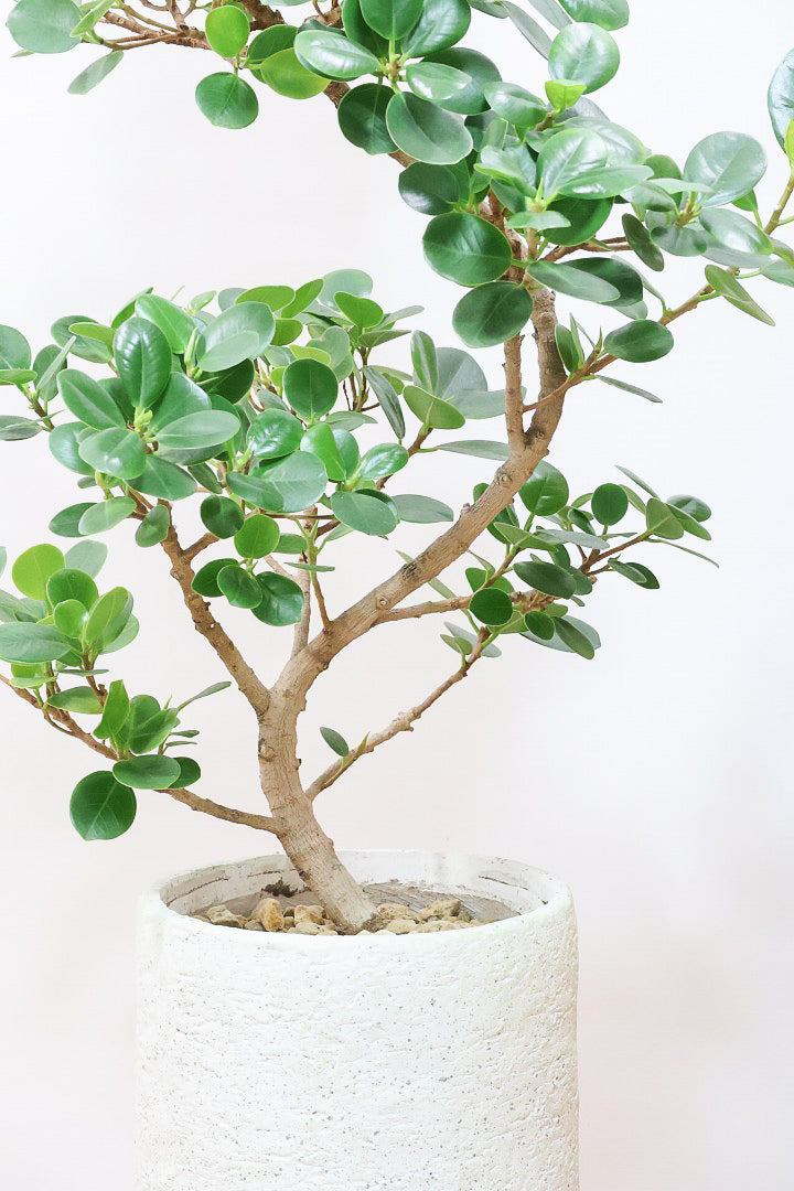 パンダガジュマルIV61218| 観葉植物の通信販売 | APEGO(アペーゴ)