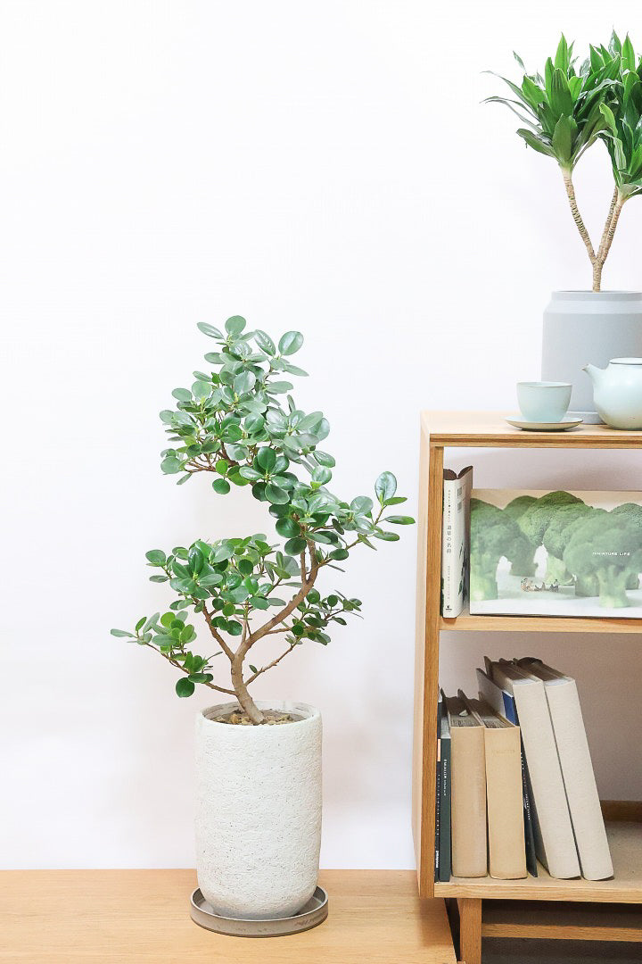 パンダガジュマルIV61218| 観葉植物の通信販売 | APEGO(アペーゴ)